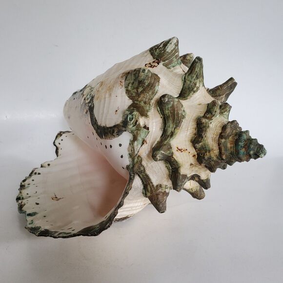 60s Lg Natural Queen Conch Seashell 12"x9"x6.5" Coral Pink Handpainted Vtg Shell - Picture 2 of 16